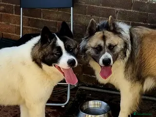 Akita dogs Akita pups - Advert 7