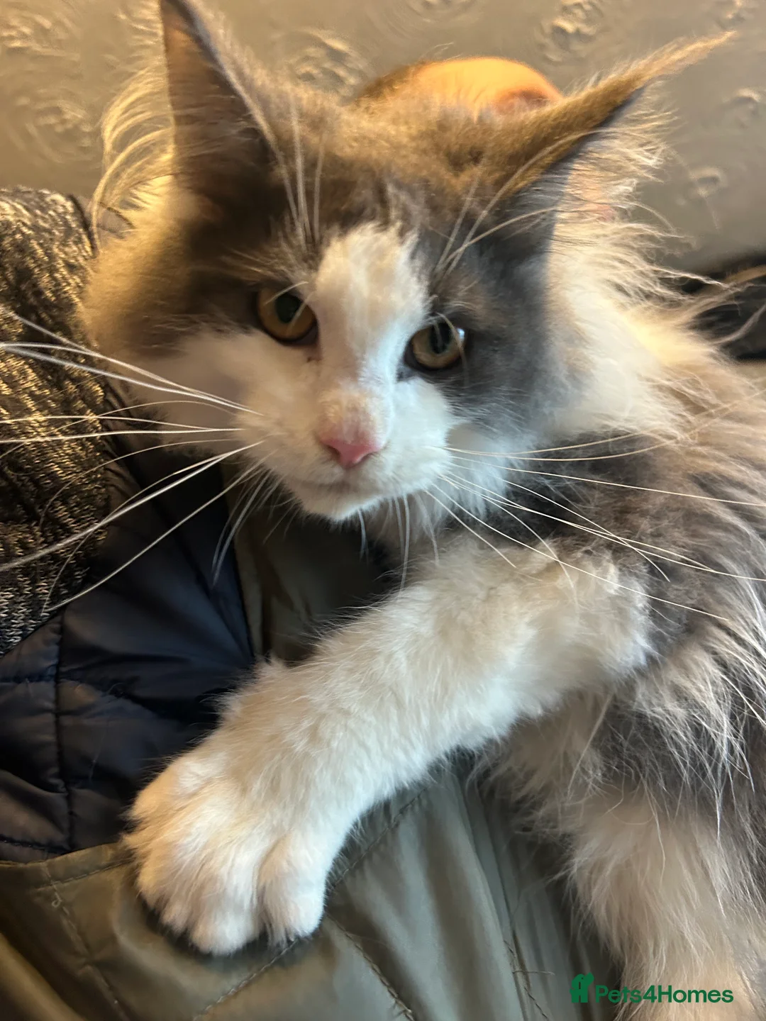 Maine Coon cats for sale: TICA Registered Maine Coon Kittens.  READY NOW  - Advert 5