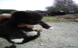 Mixed Breed cats for sale: Three black/white kittens need new home - Image 2