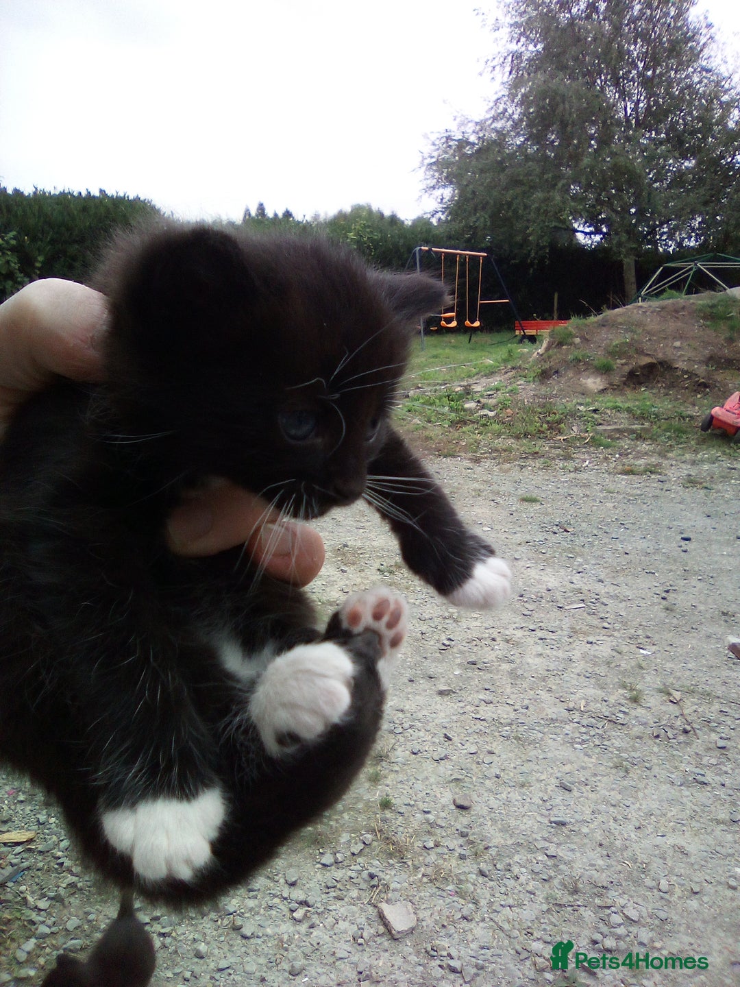 Mixed Breed cats for sale: Three black/white kittens need new home - Image 2