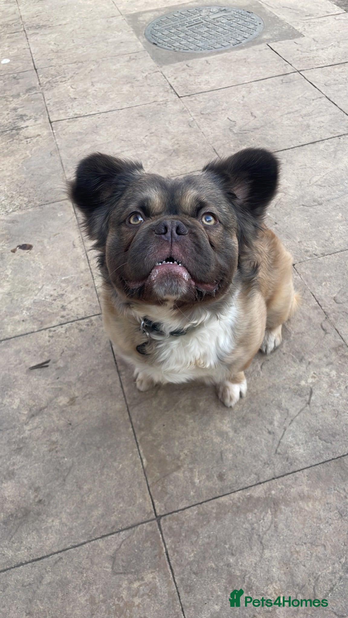 French Bulldog dogs 🏡 Looking for a 5⭐️ Home for Our Beautiful Boy - Advert 21