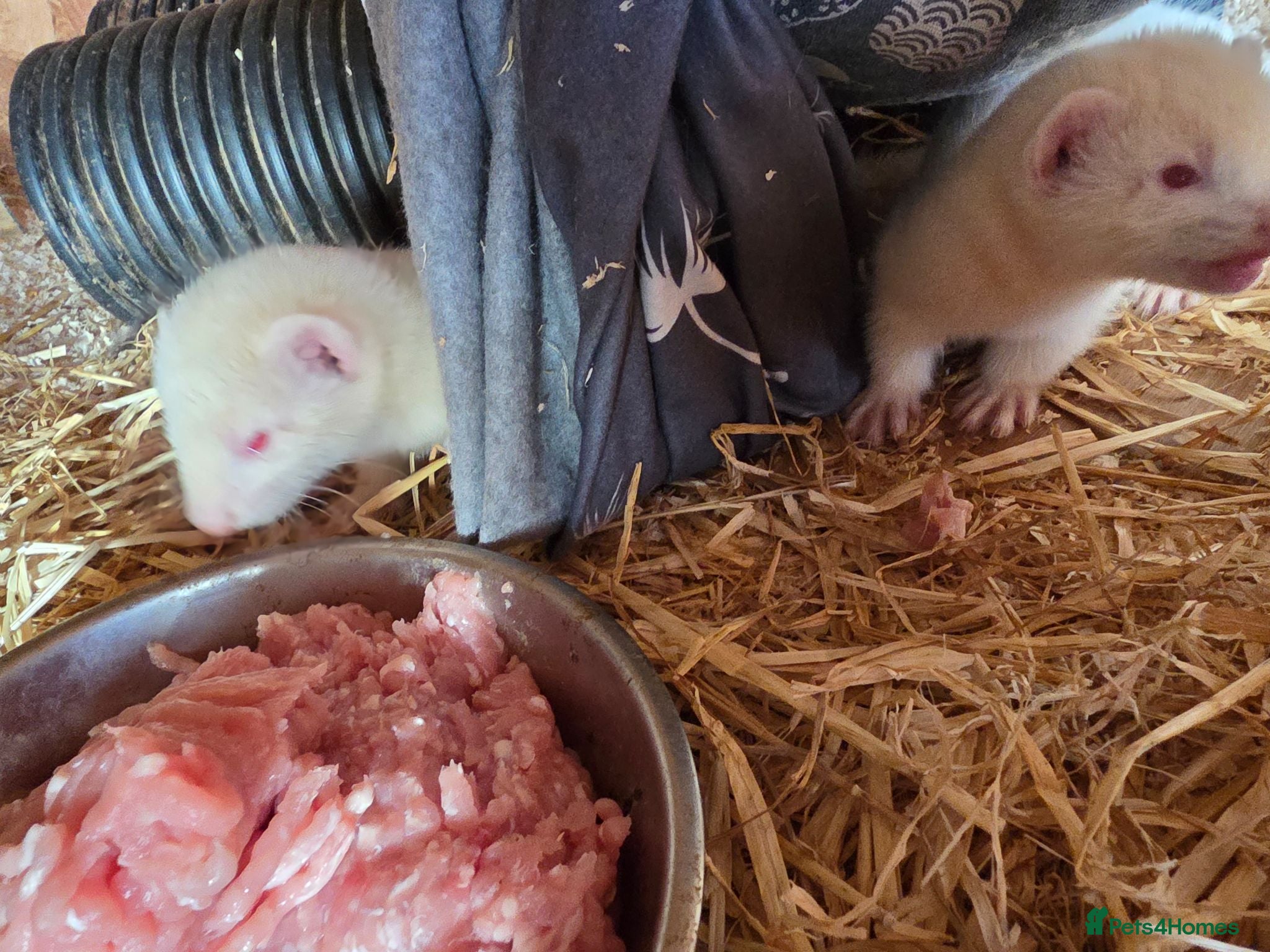 Ferret rodents 2 albino hob kits for sale - Advert 3