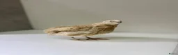 Quail poultry for sale: Quails 8+ weeks  in Stockport - Advert 4