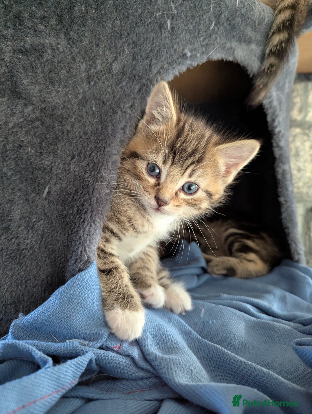 Mixed Breed cats for sale: Gorgeous kittens for sale £250 males £300 females - Advert 26