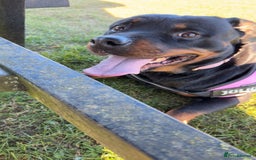 Rottweiler dogs for sale: Zulu 4 year old Rottweiler  - Image 12