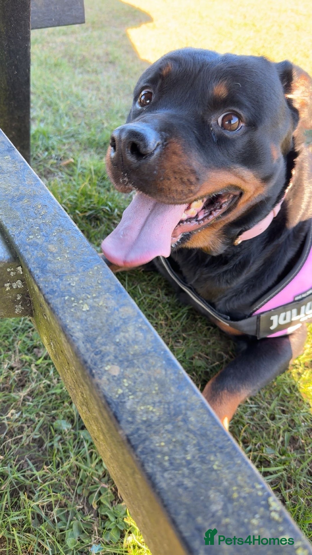 Rottweiler dogs for sale: Zulu 4 year old Rottweiler  - Image 12