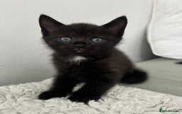 Domestic Shorthair cats for sale: 3 black kittens for sale  - Image 7