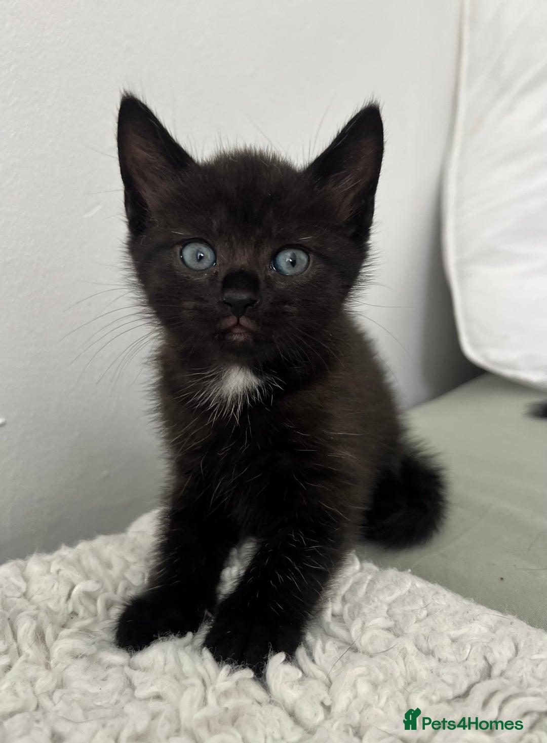 Domestic Shorthair cats for sale: 3 black kittens for sale  - Image 7