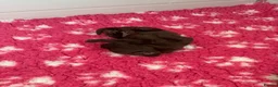 Cocker Spaniel dogs for sale: Cocker Spaniel Puppies For Sale in Bridgend - Advert 16