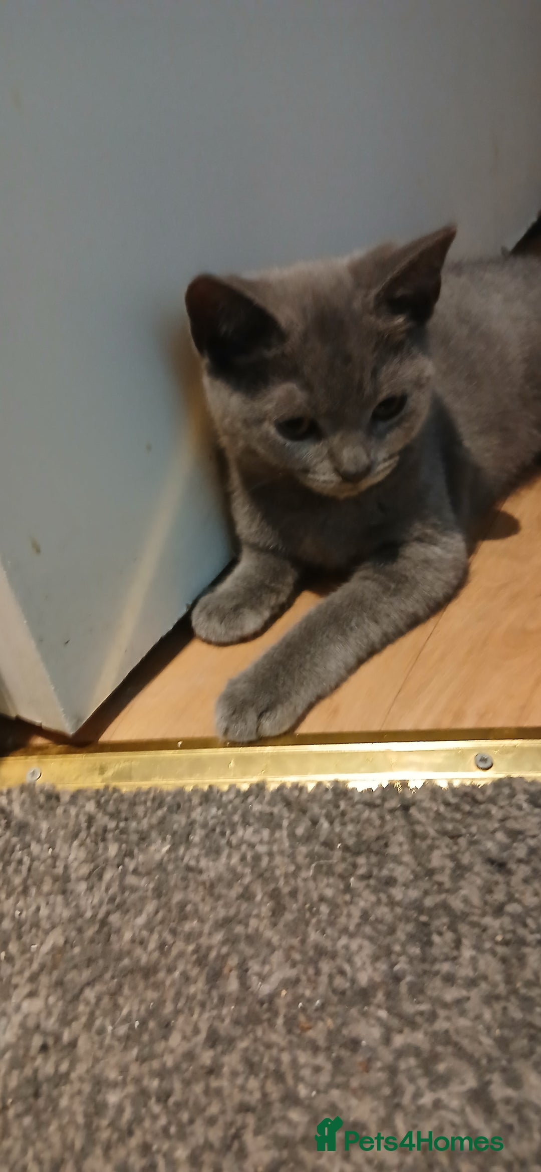Mixed Breed cats for sale: Kittens for sale for a loving home (open to offers - Image 4
