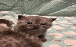 British Shorthair cats for sale: GORGEOUS BSH KITTENS in Oldham - Image 20