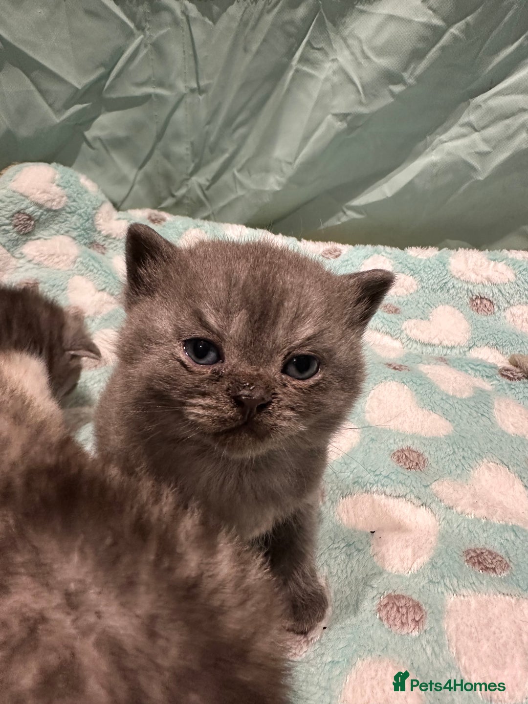 British Shorthair cats for sale: GORGEOUS BSH KITTENS in Oldham - Image 20