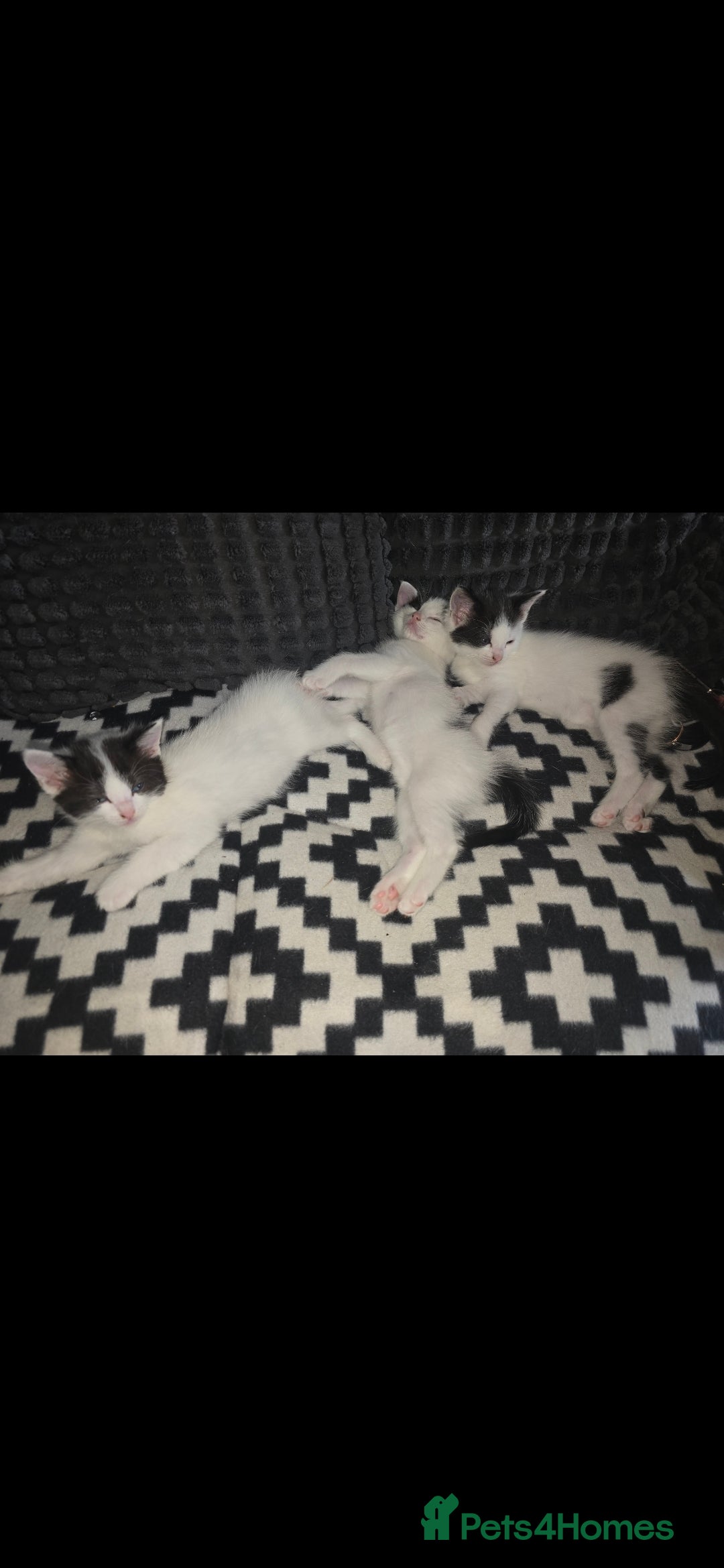 Mixed Breed cats for sale: Domestic short hair x Ragdoll - Image 4