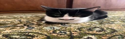 Mixed Breed cats for sale: 3 cute fluffy kittens in Exeter - Advert 1