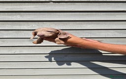 Dachshund dogs for sale: Miniature dachshund puppies  in Newmarket - Image 8