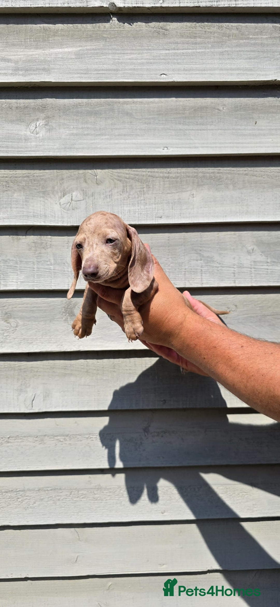 Dachshund dogs for sale: Miniature dachshund puppies  in Newmarket - Image 8