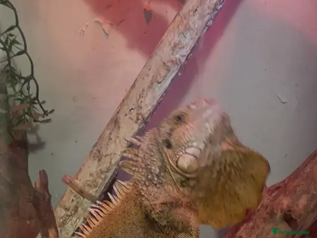 Iguana reptiles RED IGUANA ADULT MALE - Advert 1