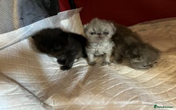 Persian cats for sale: Gccf hobby breeder - Image 2