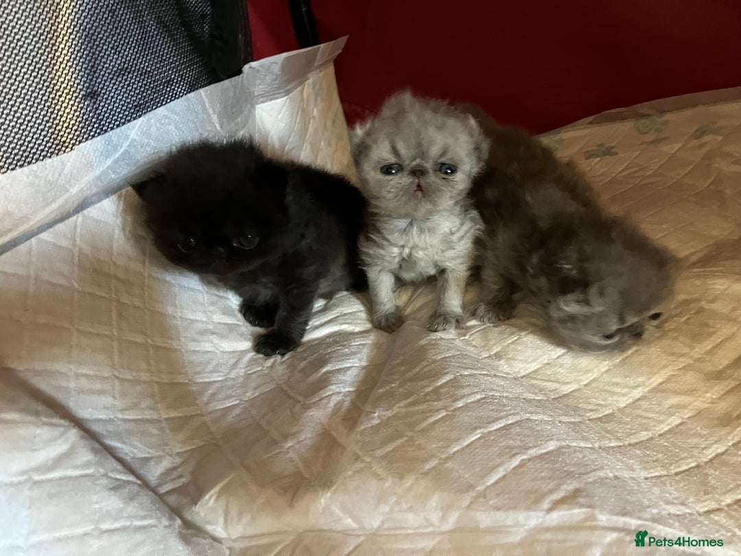 Persian cats for sale: Gccf hobby breeder - Image 2