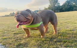 English Bulldog dogs for stud: *RUBBLE* NEBBR beautiful boy - Image 9