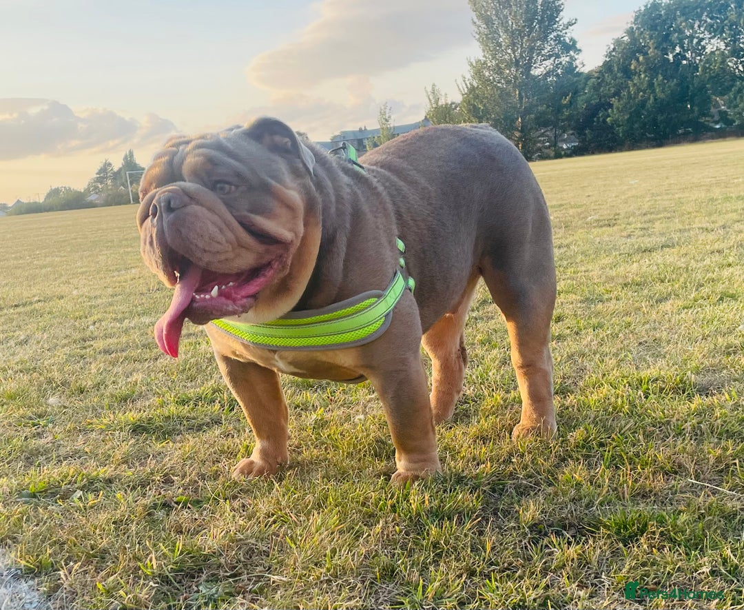 English Bulldog dogs for stud: *RUBBLE* NEBBR beautiful boy - Image 9