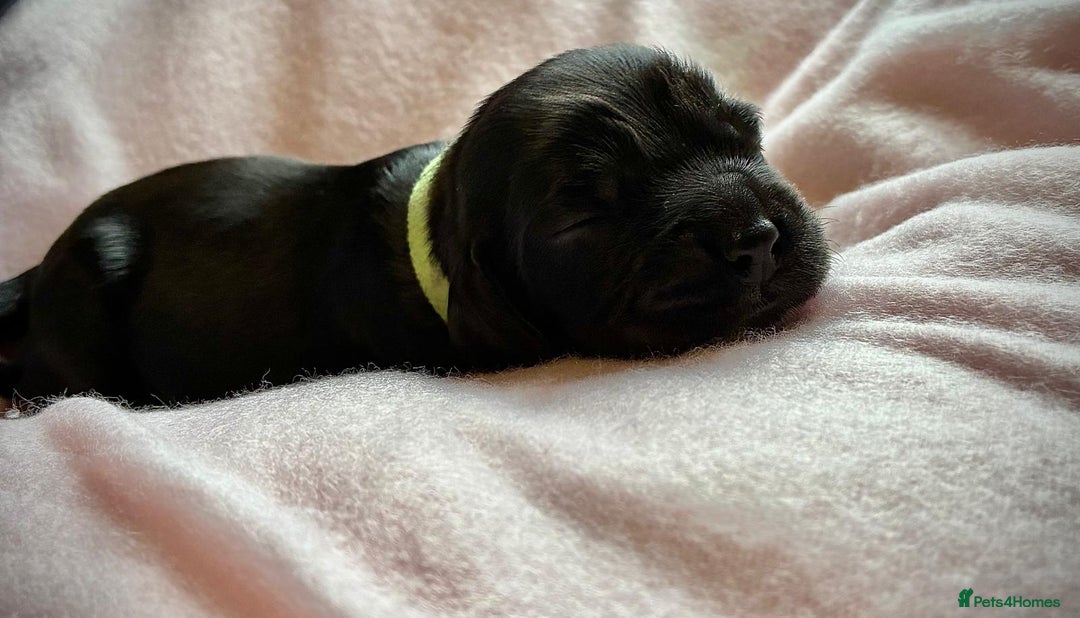 Sprocker dogs for sale: 9 gorgeous Sprocker pups - Image 26