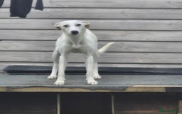 Greyhound dogs for sale: 2 Female Greyhounds - Image 3