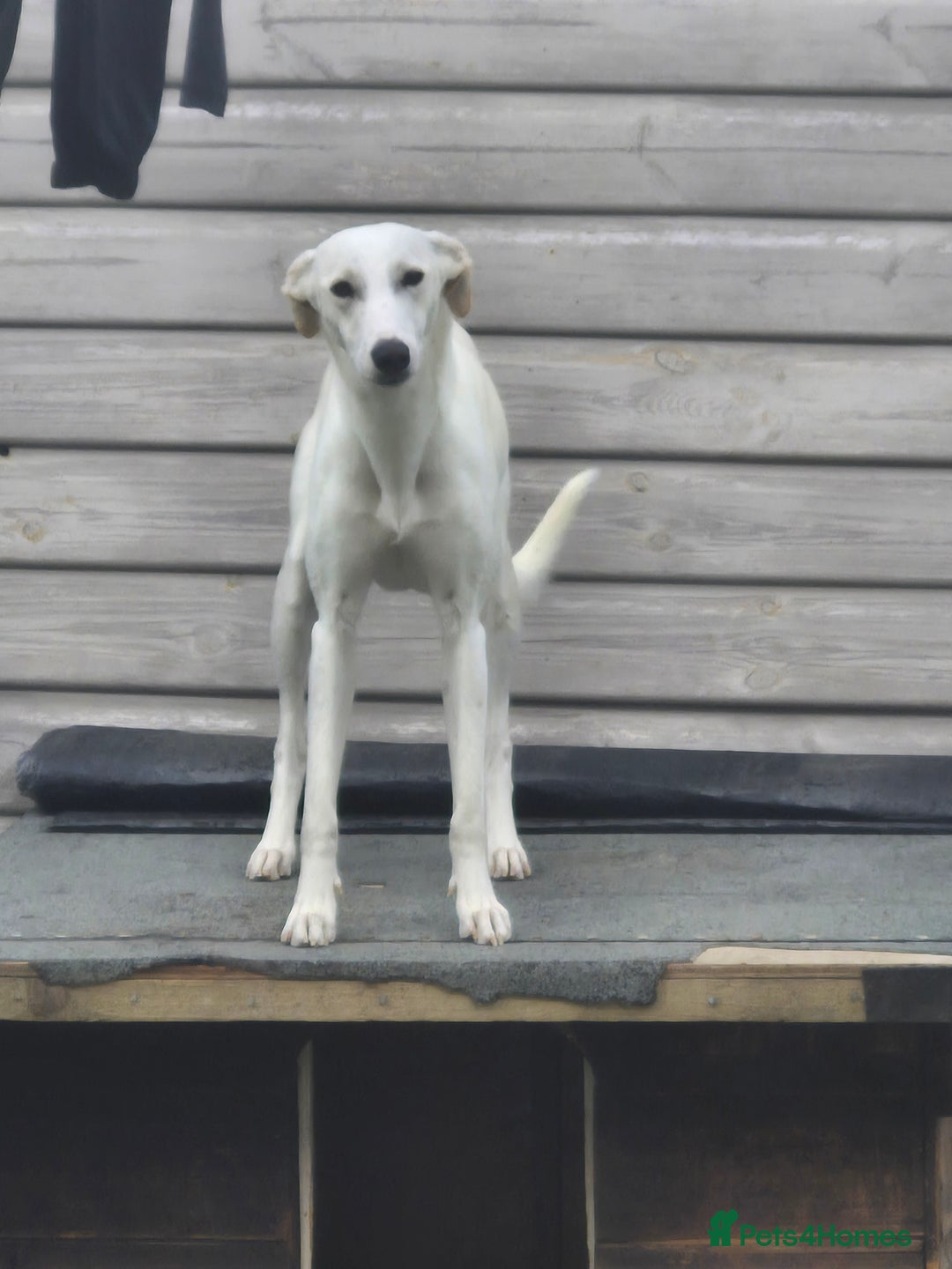 Greyhound dogs for sale: 2 Female Greyhounds - Image 3