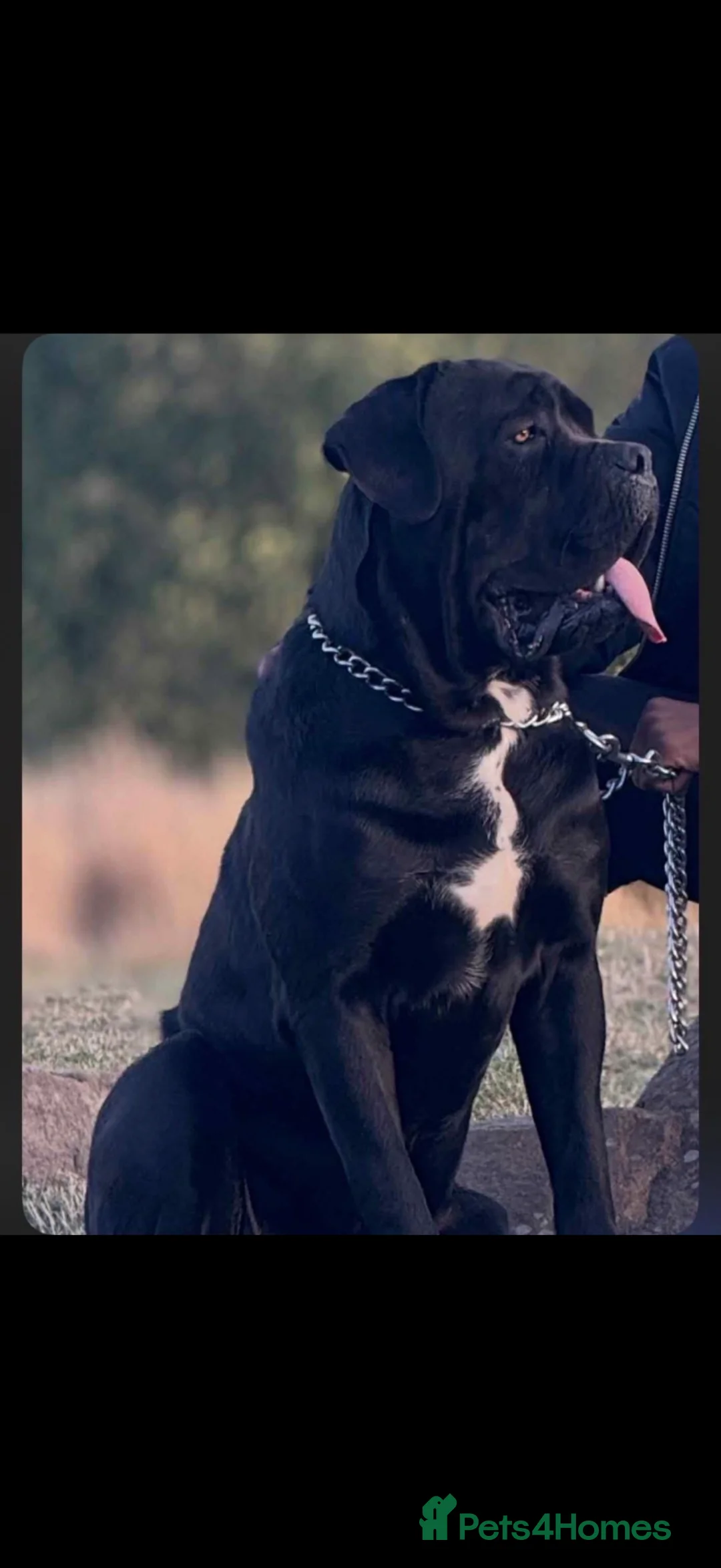 Cane Corso dogs for stud: Cane corso stud!  in Sheffield - Advert 1