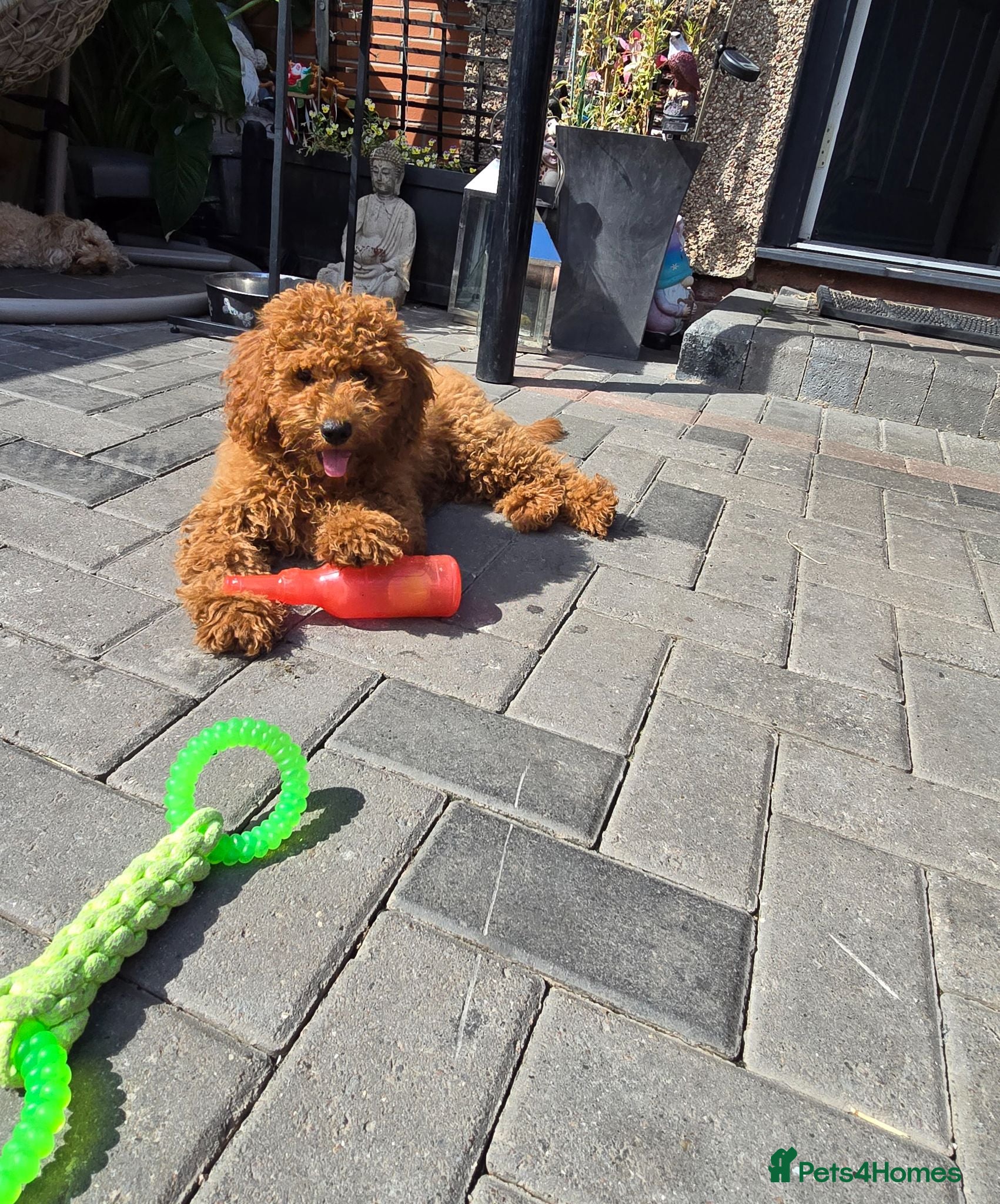 Cavapoo dogs Reduced LAST BOY cavapoo pup ready to leave  - Advert 1
