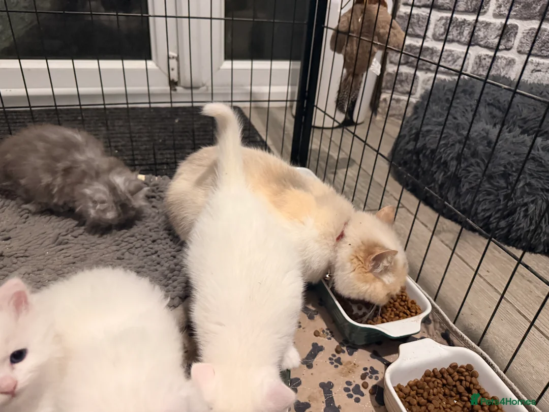 Persian cats for sale: Ready soon, 5 persian X kittens - Advert 16