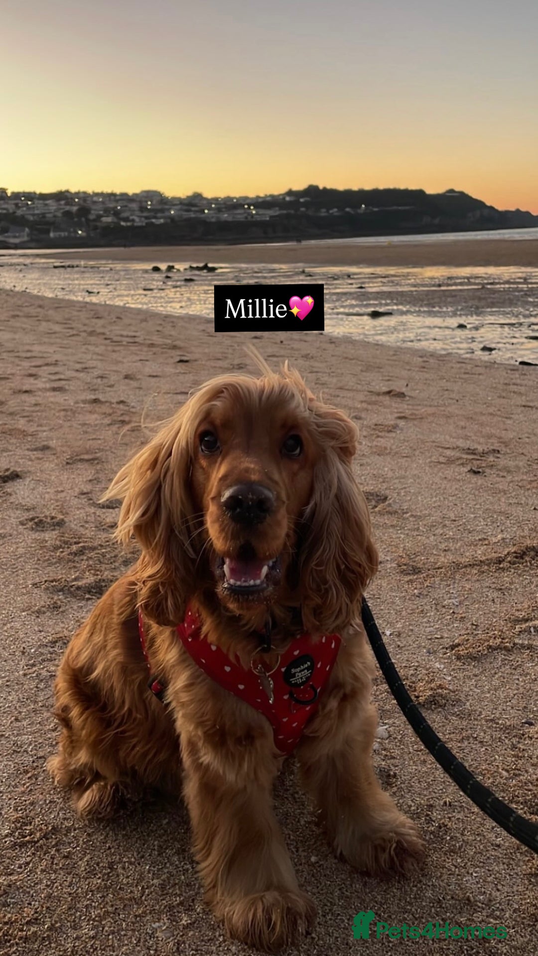 Cocker Spaniel dogs for sale: Waiting list now open🌟Villaspaniol lines - KC REG - Advert 11