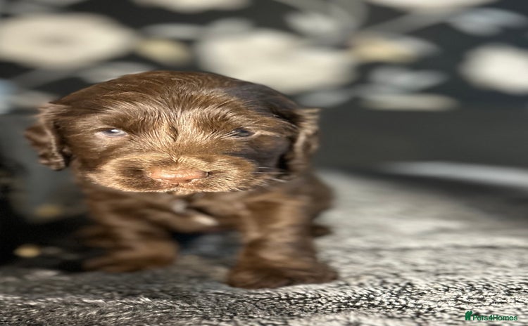 Cocker Spaniel dogs - Advert 12