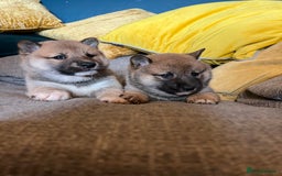 Japanese Shiba Inu dogs for sale: K.C reg Japanese Shiba Inu Puppies - Image 6