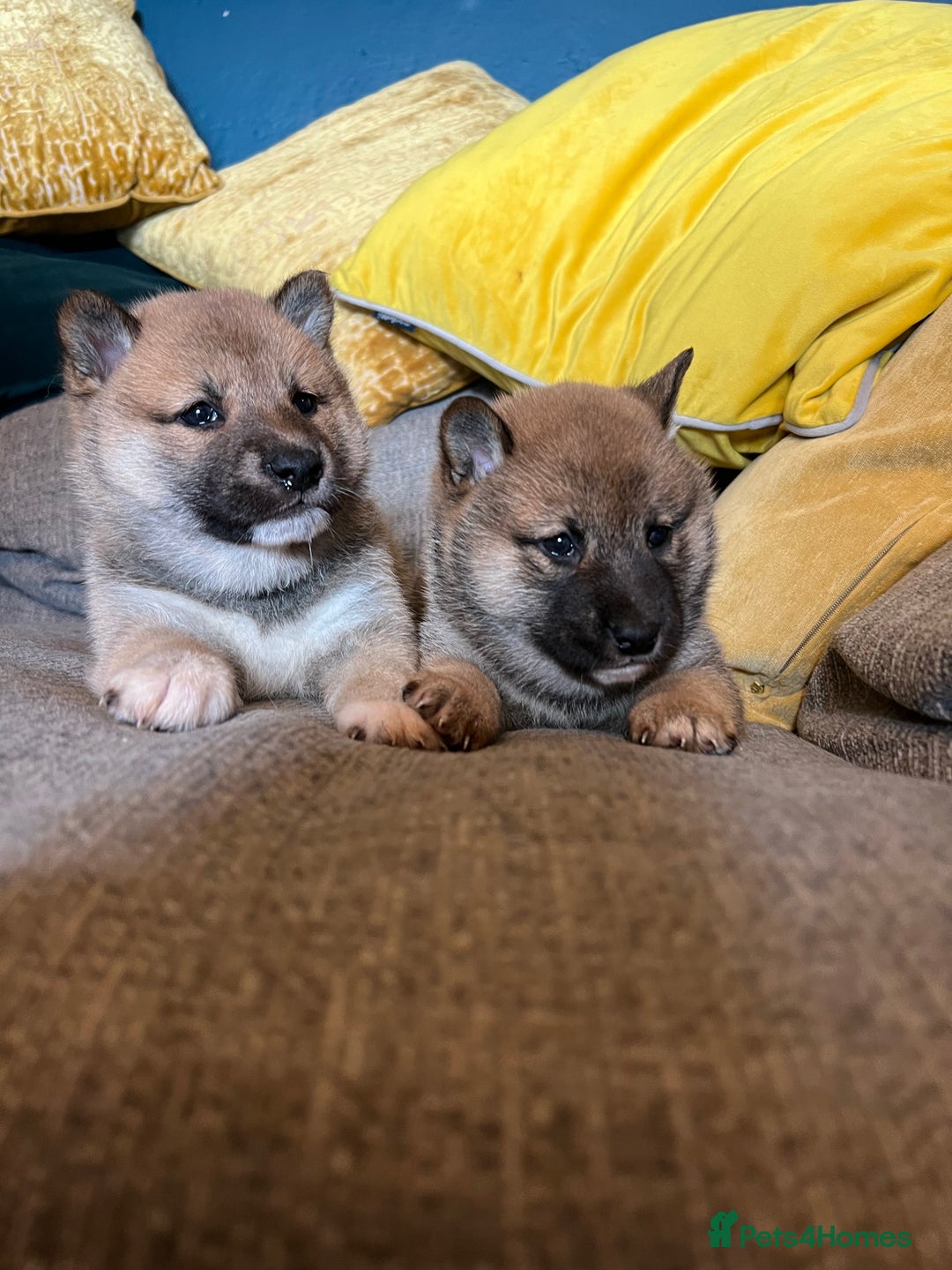 Japanese Shiba Inu dogs for sale: K.C reg Japanese Shiba Inu Puppies - Image 6