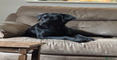Labrador Retriever dogs - Advert 4