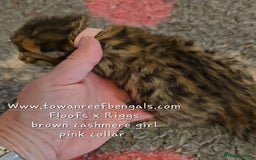 Bengal cats for sale: Rare cashmere tica registered bengals  - Image 8