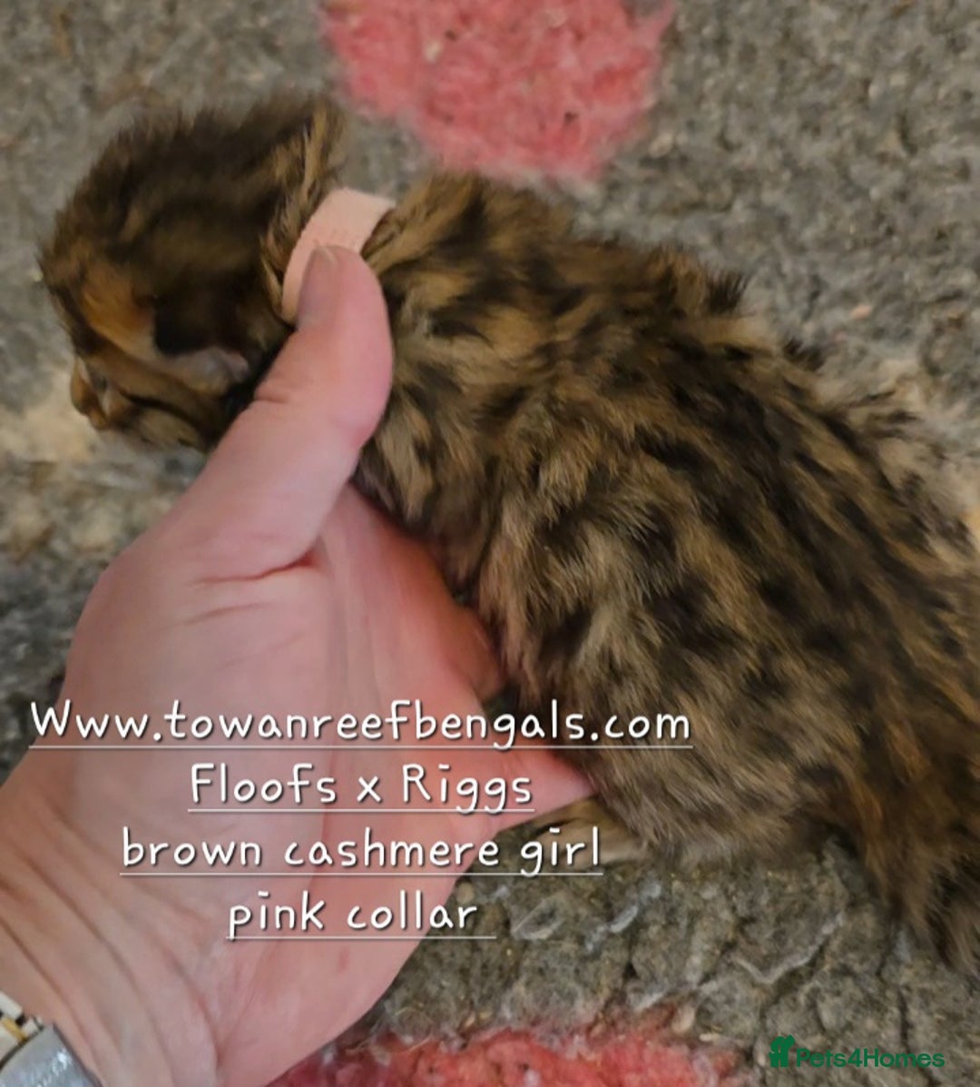 Bengal cats for sale: Rare cashmere tica registered bengals  - Image 8