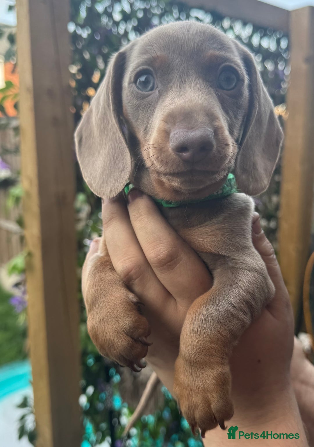 Miniature Dachshund dogs for sale: stunning KC miniature dachshunds  - Image 15