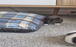 British Shorthair cats for sale: British Shorthair Mix Kittens  - Image 31