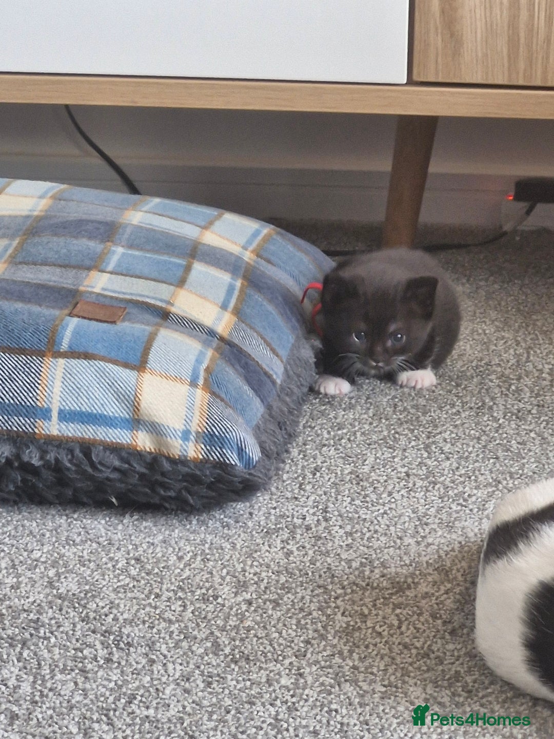 British Shorthair cats for sale: British Shorthair Mix Kittens  - Image 31