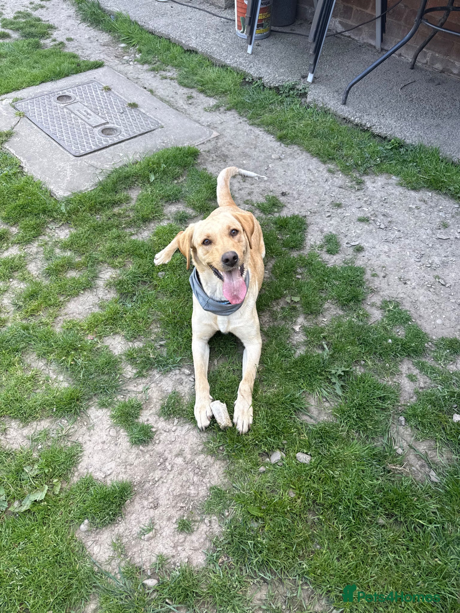 Labrador Retriever dogs 2 years and 11 month old golden Labrador Female - Advert 1