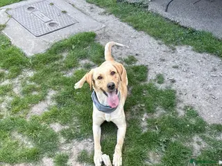 Labrador Retriever dogs 2 years and 11 month old golden Labrador Female - Advert 3