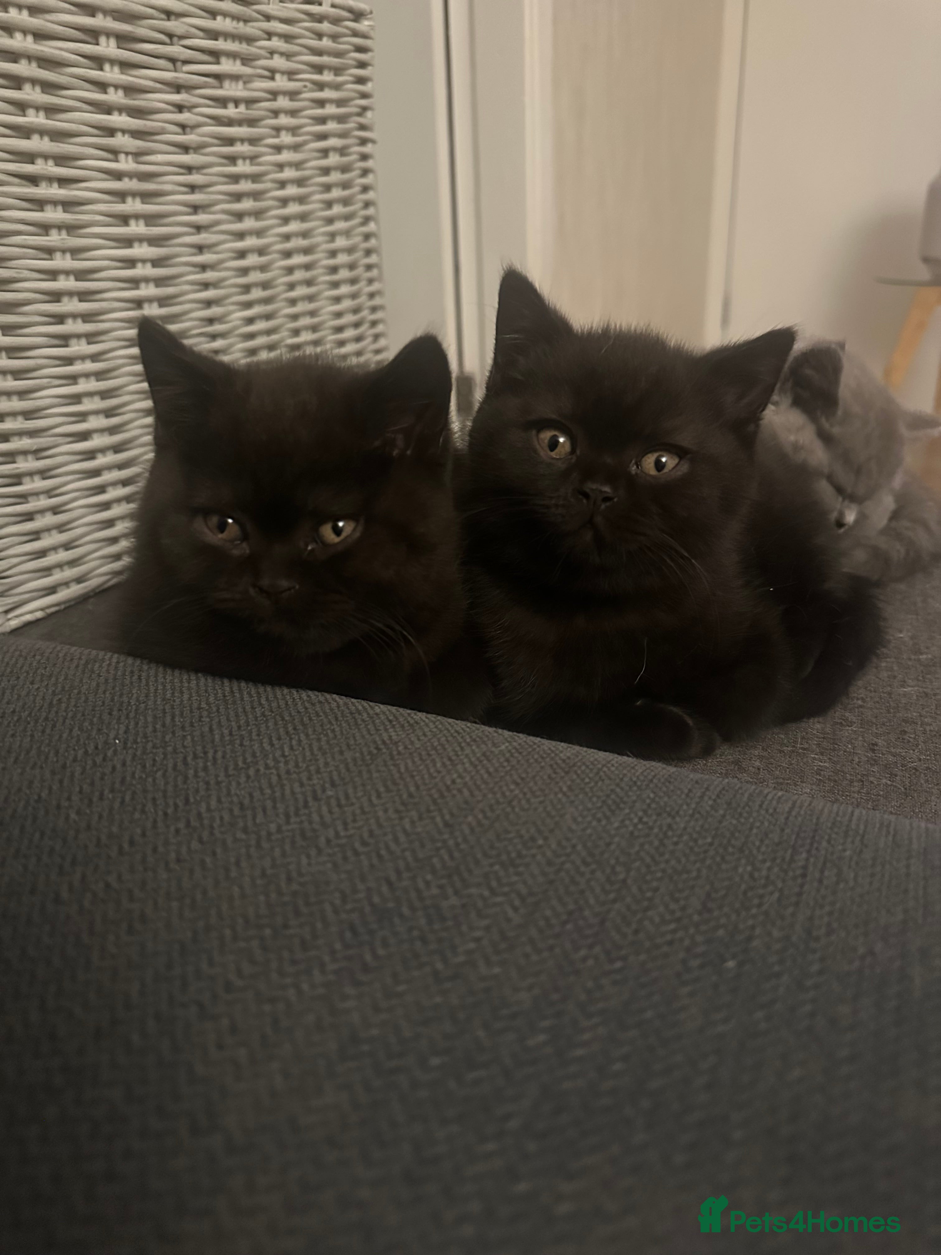 British Shorthair cats GCCF Registered British Shorthair Kittens - Advert 9