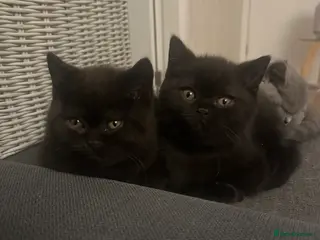British Shorthair cats GCCF Registered British Shorthair Kittens - Advert 14