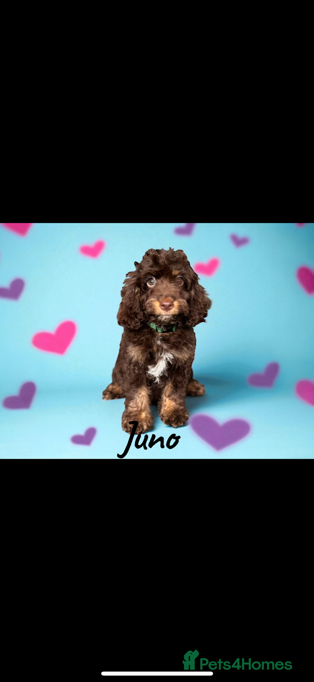 Miniature Poodle dogs for stud: Chocolate phantom miniature poodle stud - Advert 8