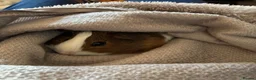 Guinea Pig rodents for sale: 5 guinea pigs  - Advert 1