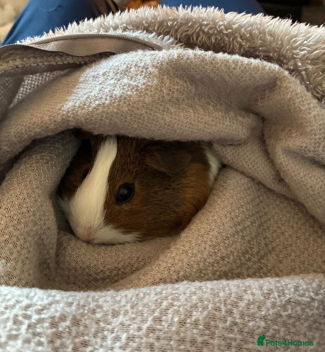 Guinea Pig rodents for sale: 5 guinea pigs  - Advert 1