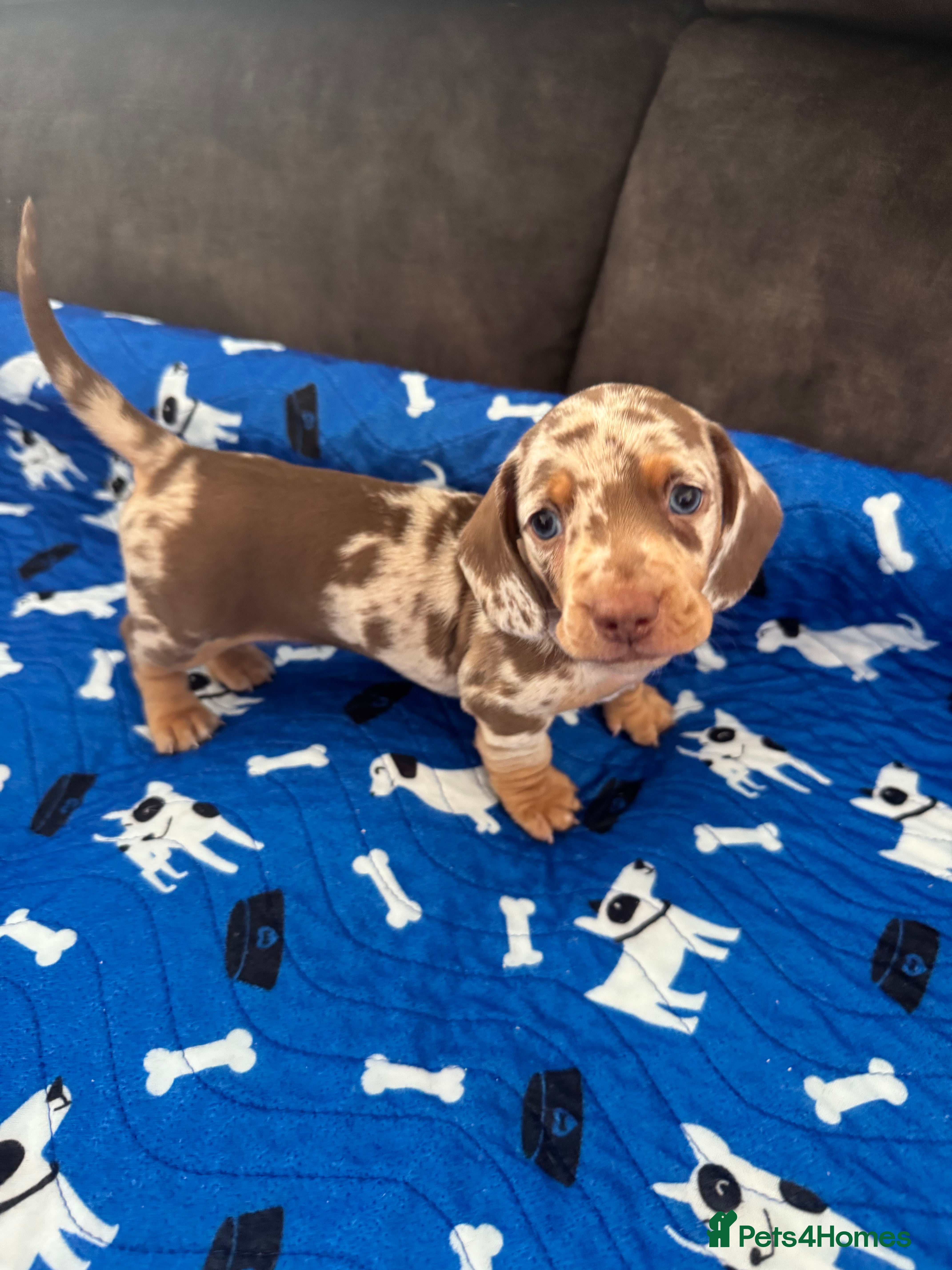 Miniature Dachshund dogs Beautiful miniature dachshund  - Advert 2