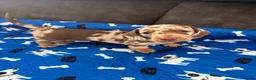 Miniature Dachshund dogs for sale: Ready now Beautiful miniature dachshund  - Advert 11